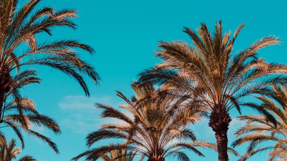 Blue sky with palm trees wallpaper