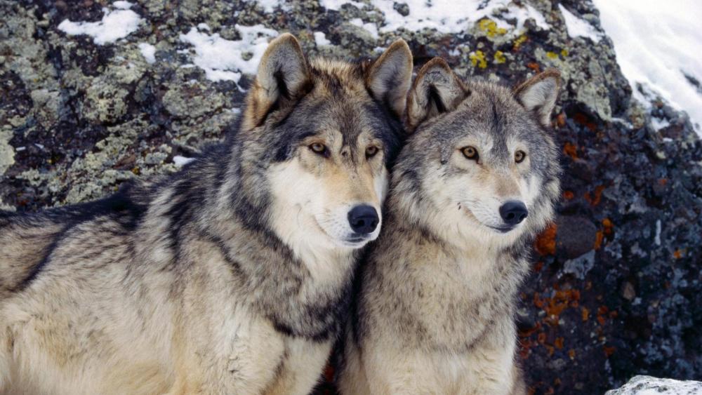 Wallpaper from animals category
