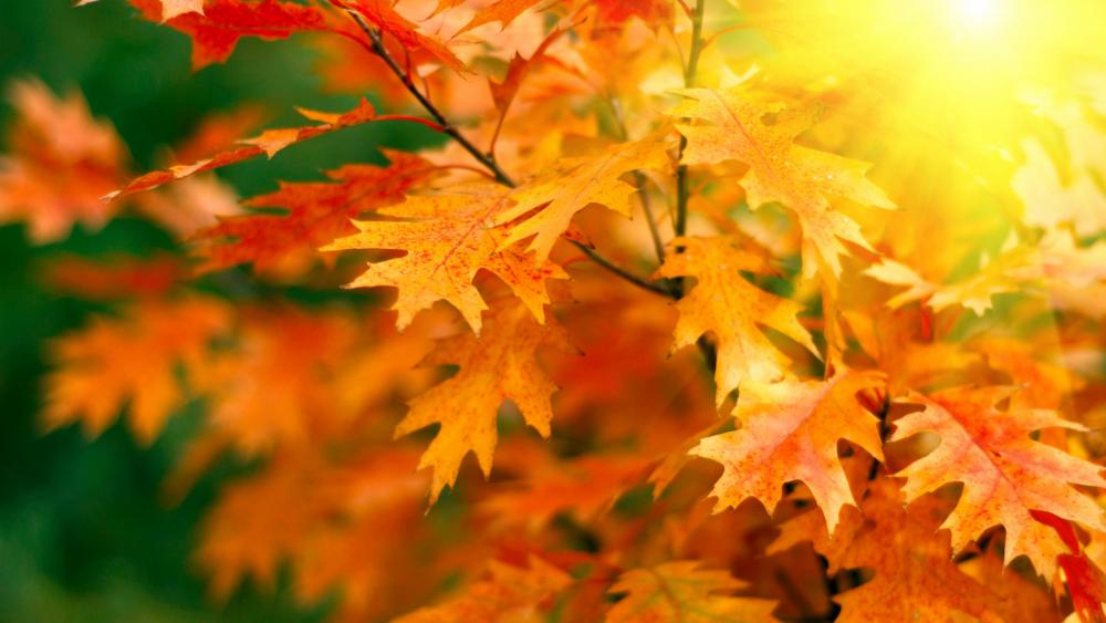 Autumn leaves with sunray wallpaper
