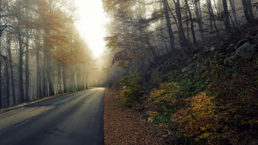Road through the forest wallpaper