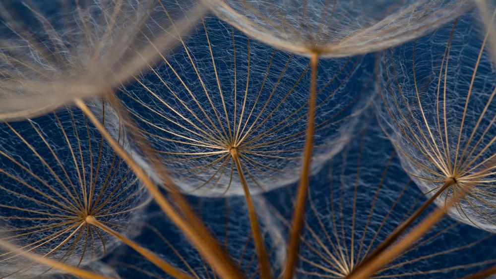 Dandelion - Macro photography wallpaper