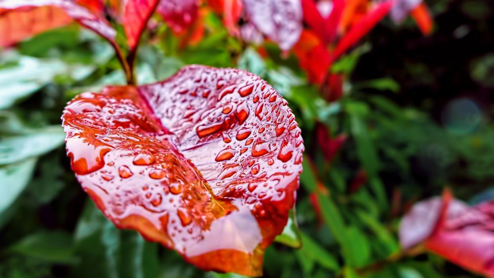 Raindrops on a red leaf wallpaper