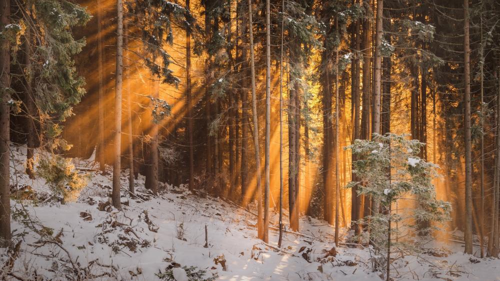Orange sun rays in the snowy forest wallpaper