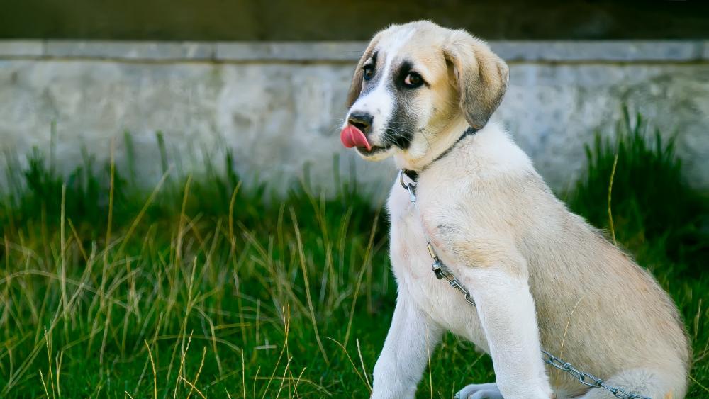 Puppy with protruding tongue wallpaper