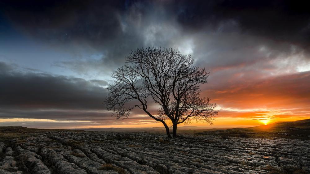 Lonely tree in a drought field at sunset wallpaper