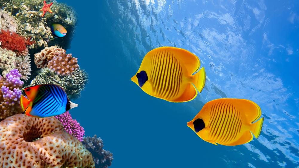 Coral reef fishes wallpaper