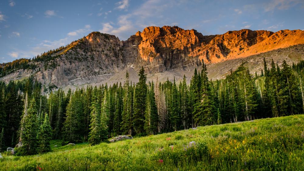 Field near the pine forest wallpaper