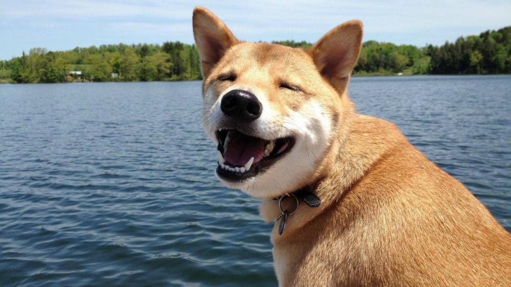 Shiba Inu dog wallpaper