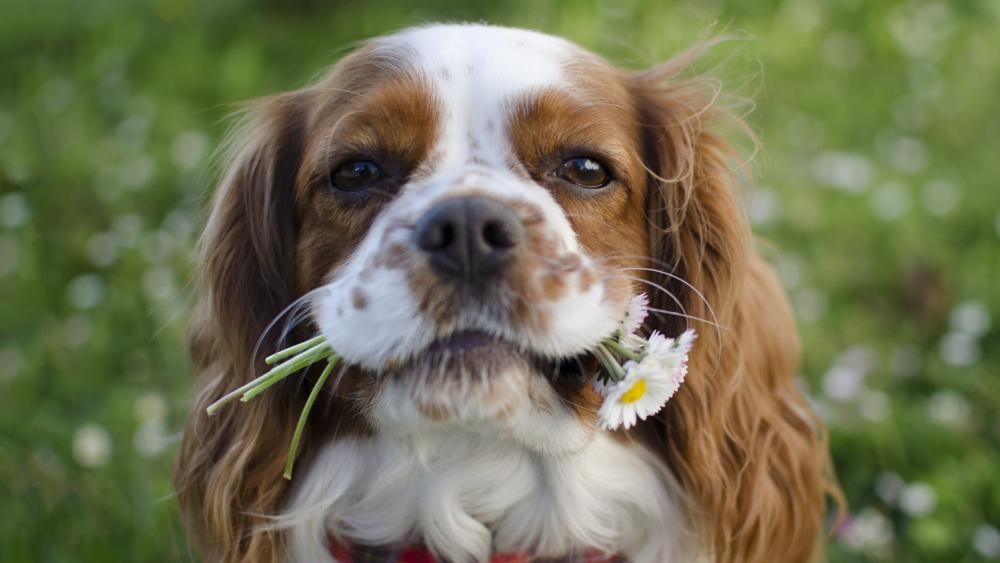 Cavalier King Charles Spaniel with flowers in his mouth wallpaper - backiee