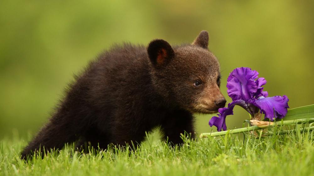 Bear cub smelling an Iris flower wallpaper