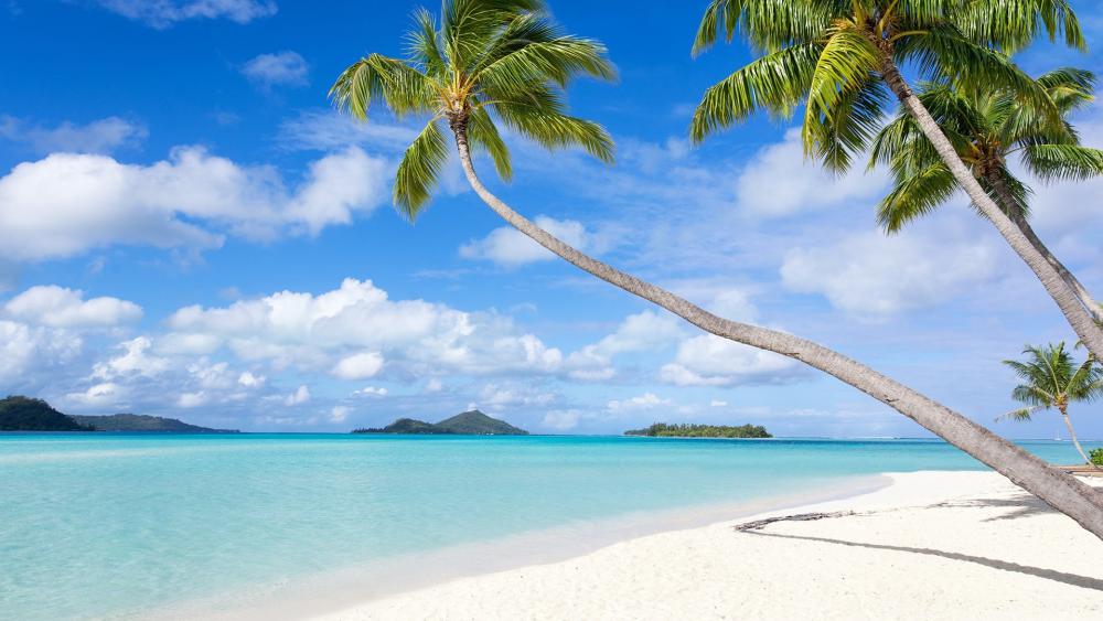 White sandy beach in Bora Bora wallpaper - backiee