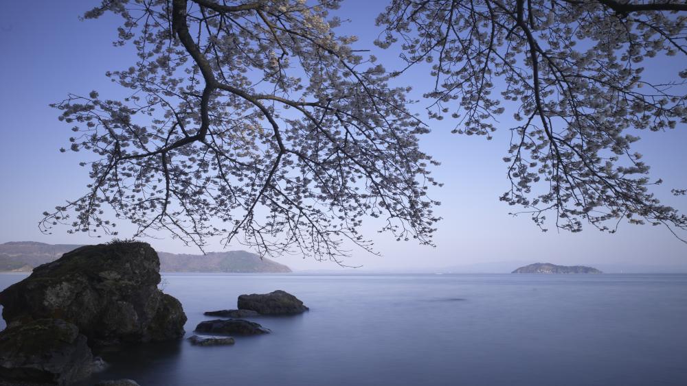 Blooming tree above the lake wallpaper