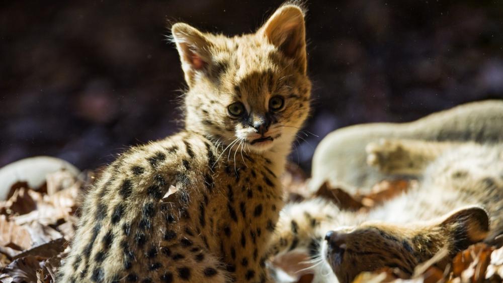 Cute baby jaguar wallpaper