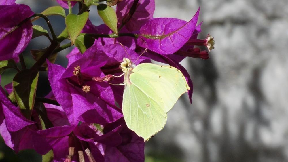 Butterfly on bougainvillea wallpaper