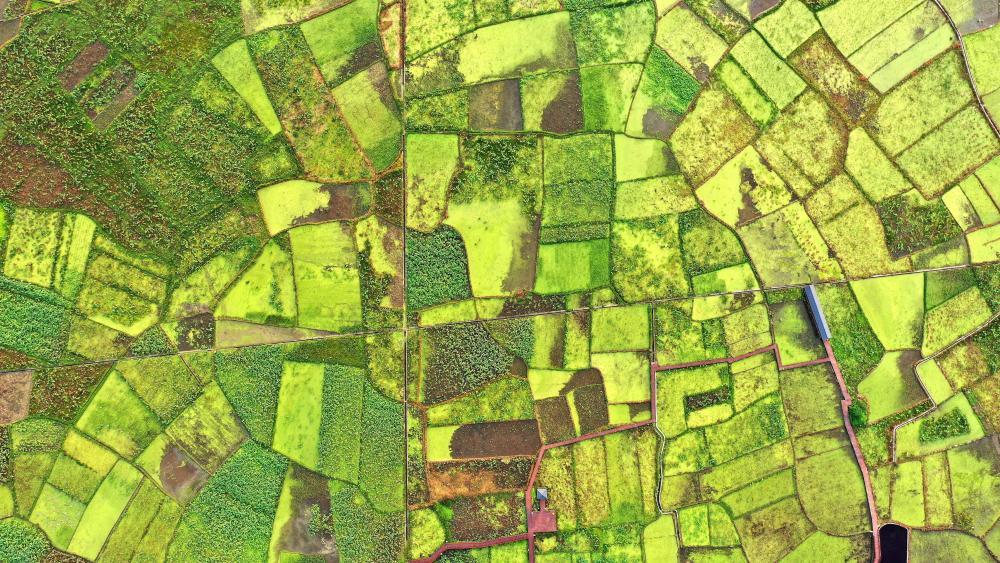 Aerial photography, early autumn, lotus field wallpaper