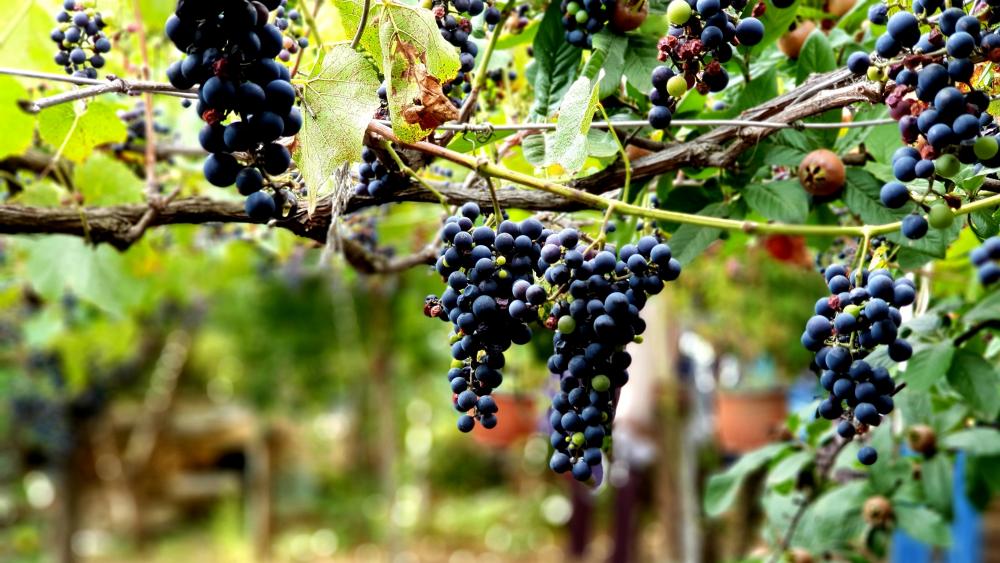 Bulgarian vineyard wallpaper