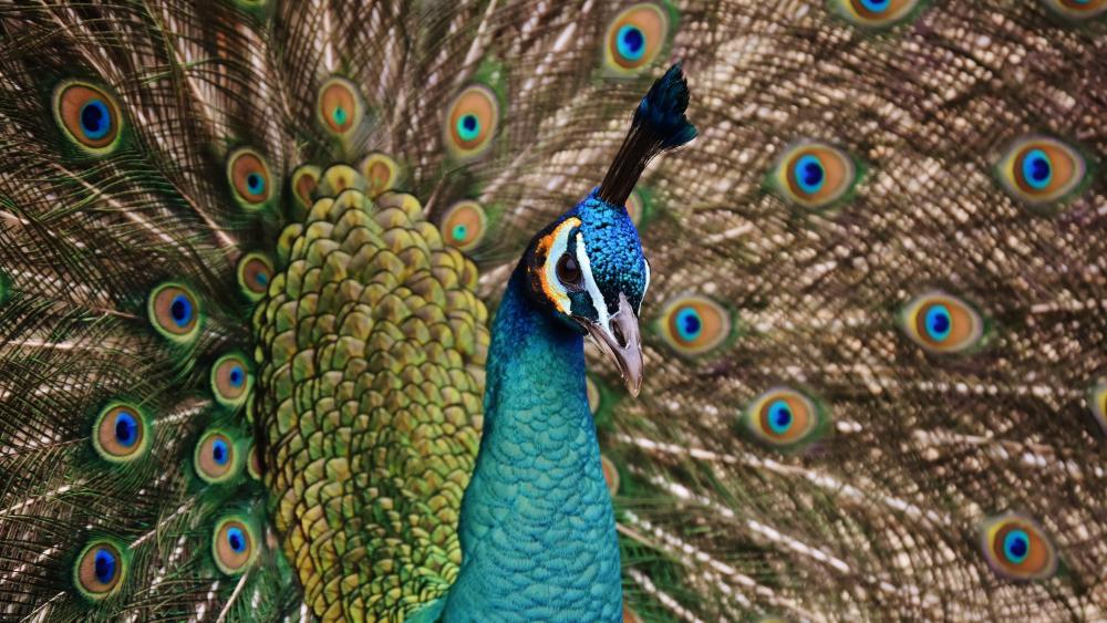 Beautiful Peacock wallpaper