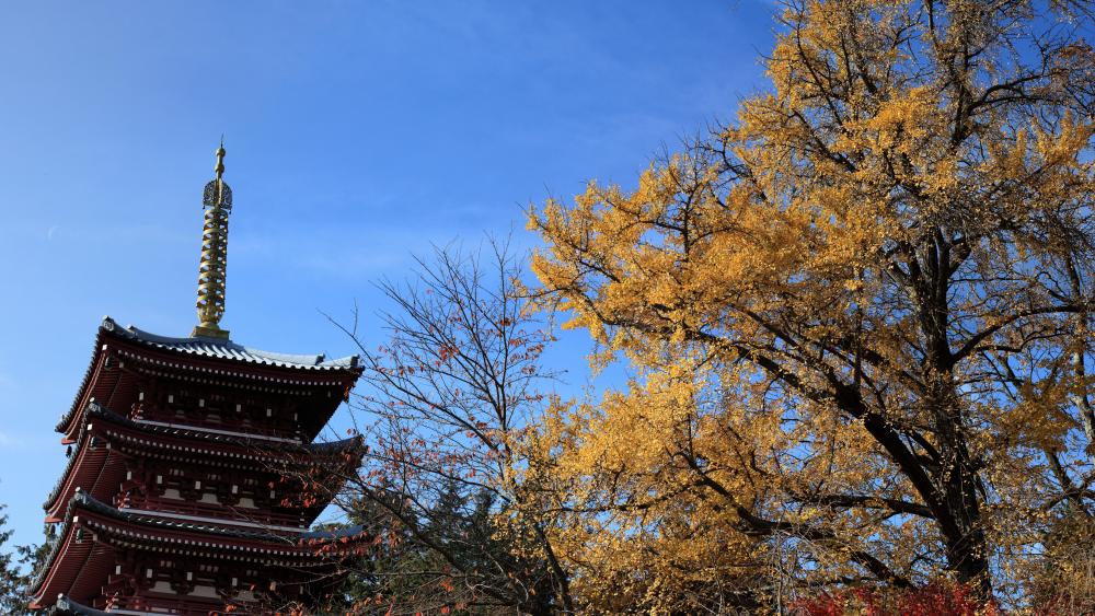 Hondo-ji Temple wallpaper