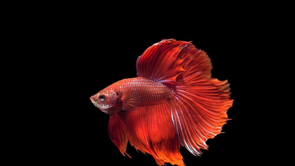 Betta fish wallpaper
