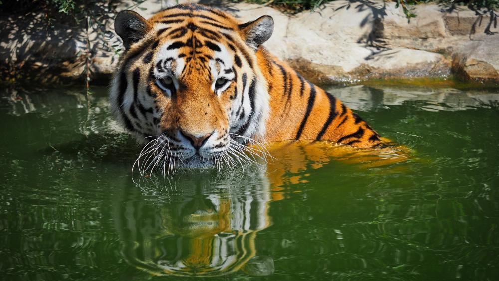 Tiger in the water wallpaper