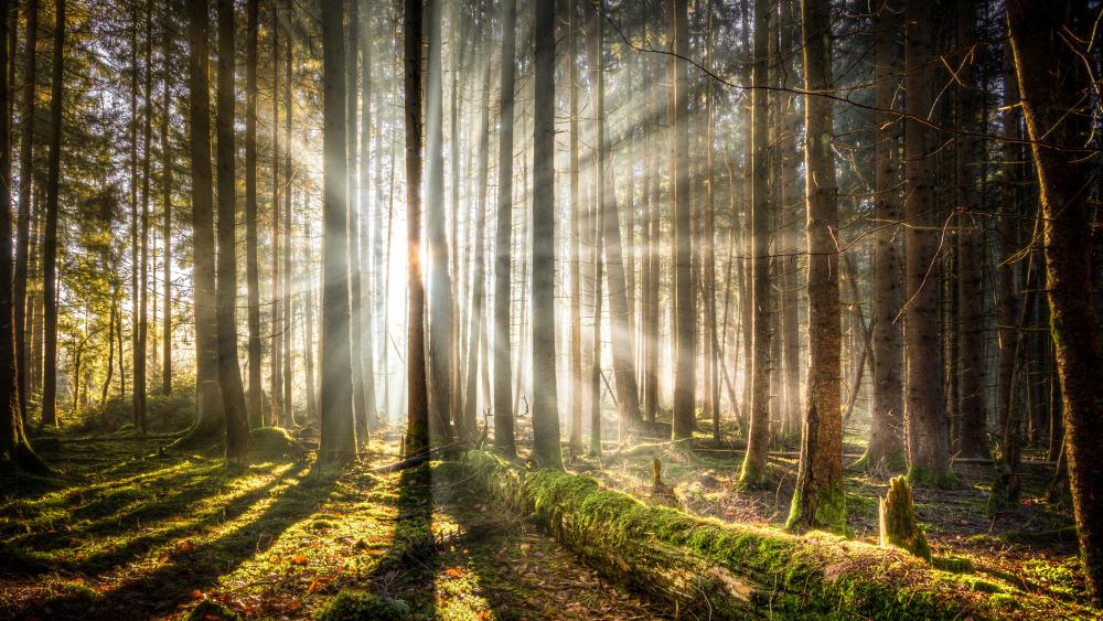 Sun rays in the forest wallpaper