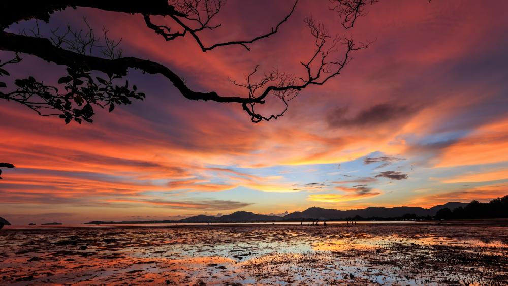 Branches in the sunset wallpaper