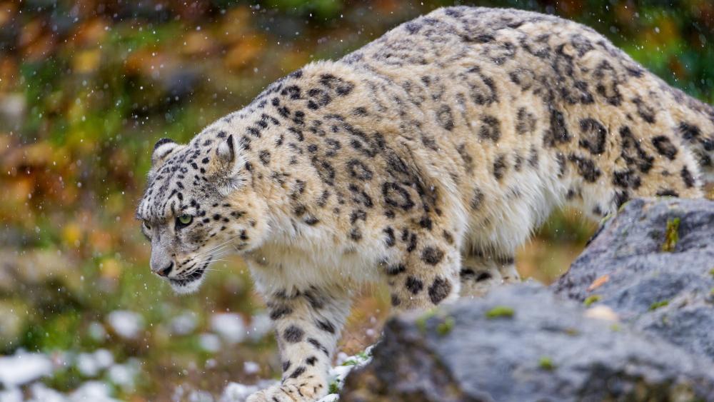 Snow Leopard in the snowfall wallpaper