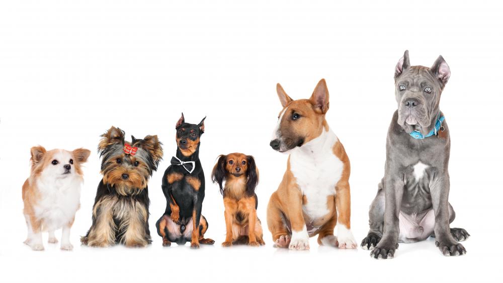 Dog Family wallpaper