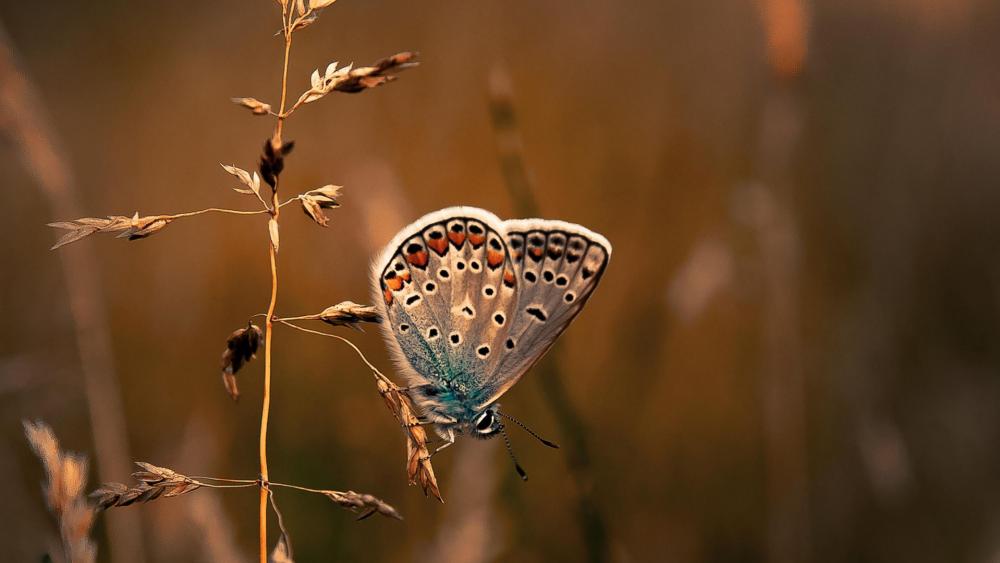 Common blue butterfly wallpaper