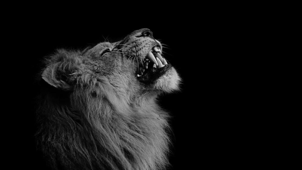 Lion - Monochrome image wallpaper