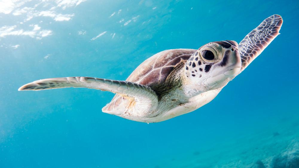 Sea turtle wallpaper