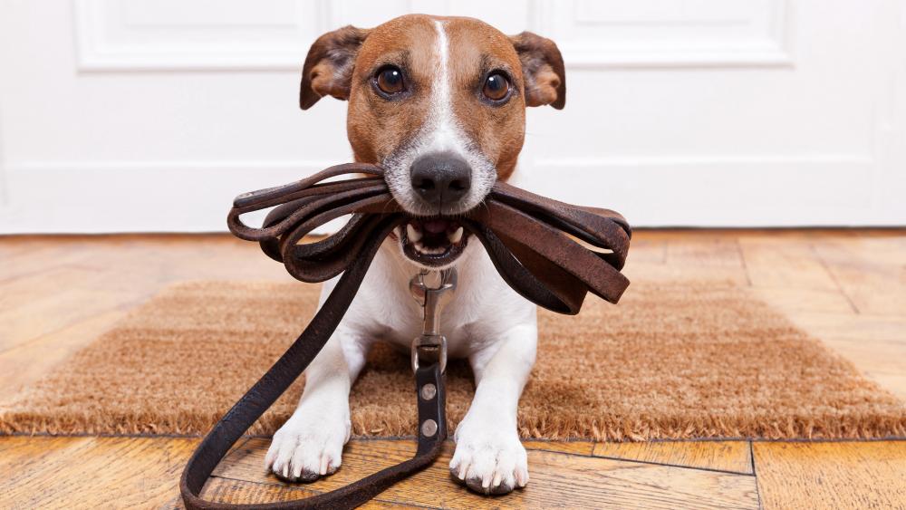 Jack Russell Terrier waiting to walk wallpaper