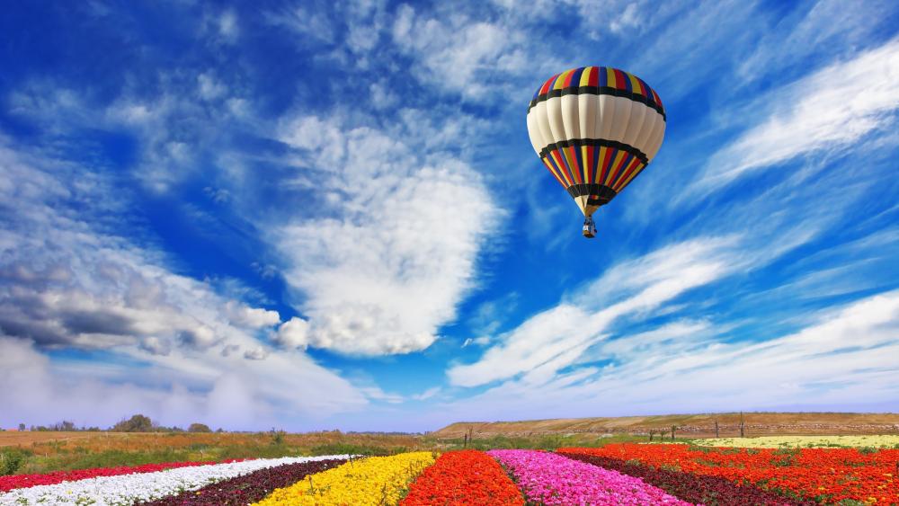 Balloon over the flower field wallpaper