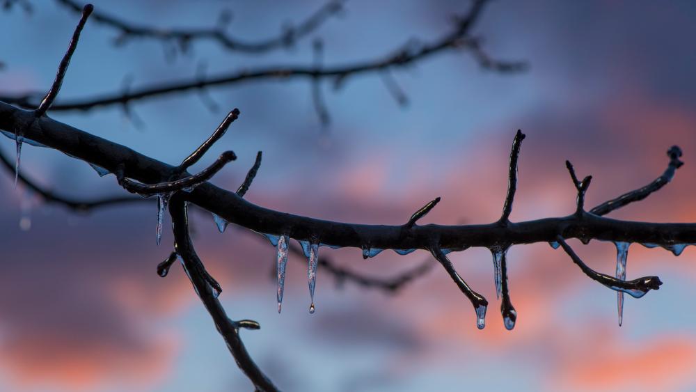 Melting ice on twigs wallpaper