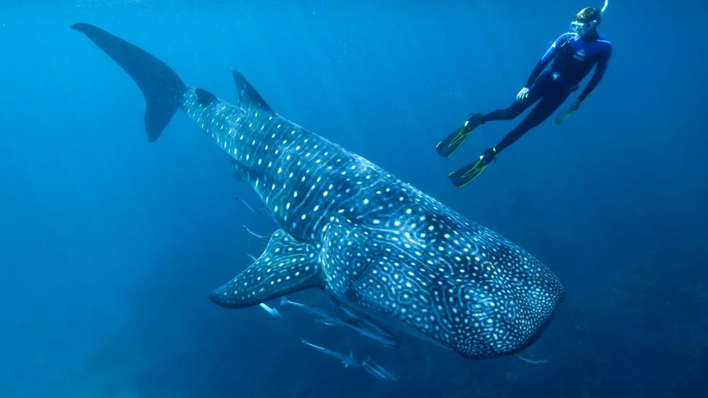 Whale shark with a diver underwater photo wallpaper