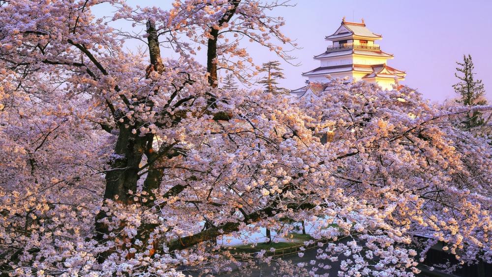 Aizuwakamatsu Castle at sakura blossum wallpaper