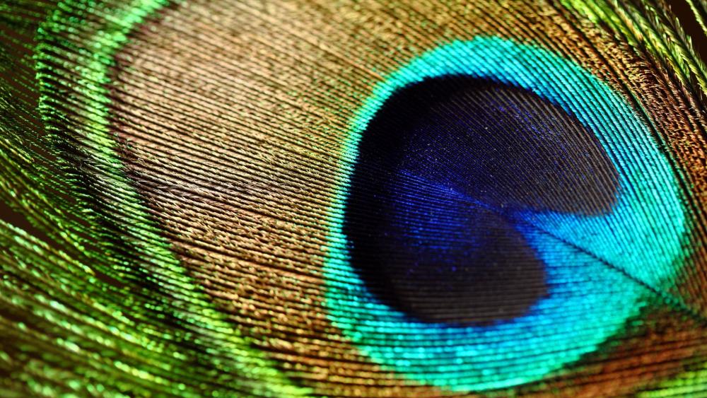 Peacok feather wallpaper