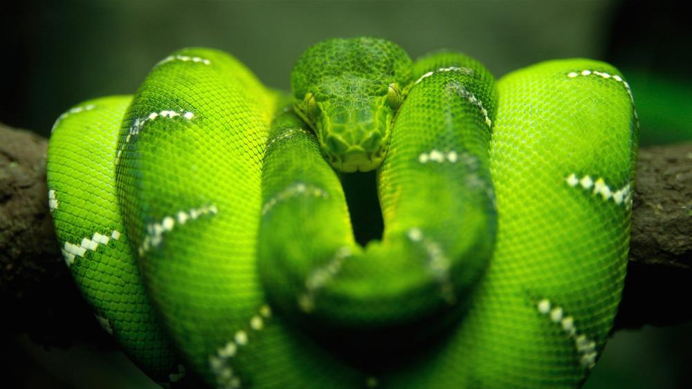 Tree python is looking at you wallpaper