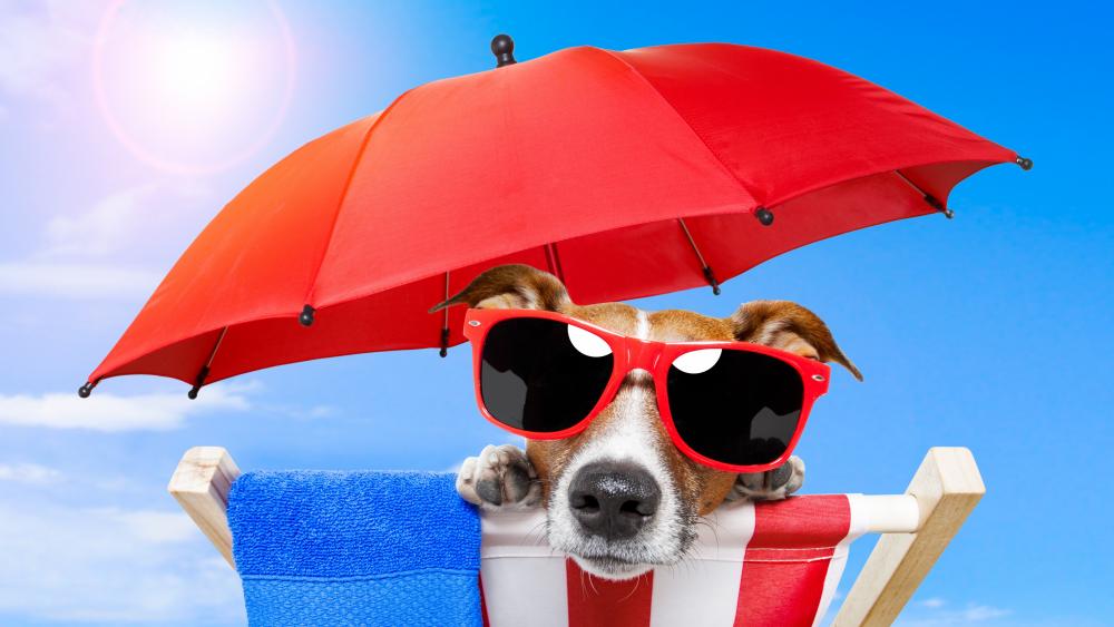 Funny sun-batheing Jack Russel Terrier wallpaper