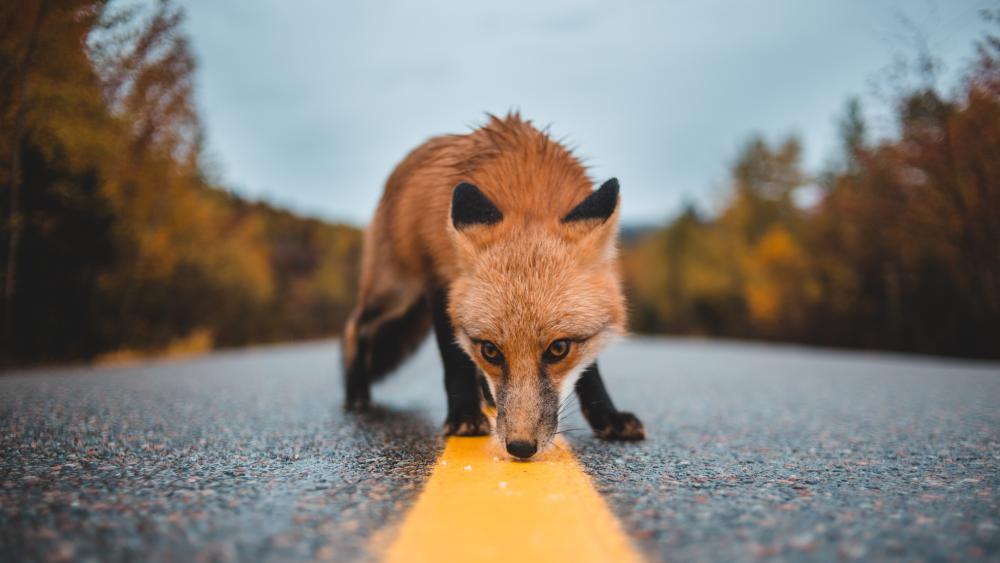 Snooping fox on the road wallpaper