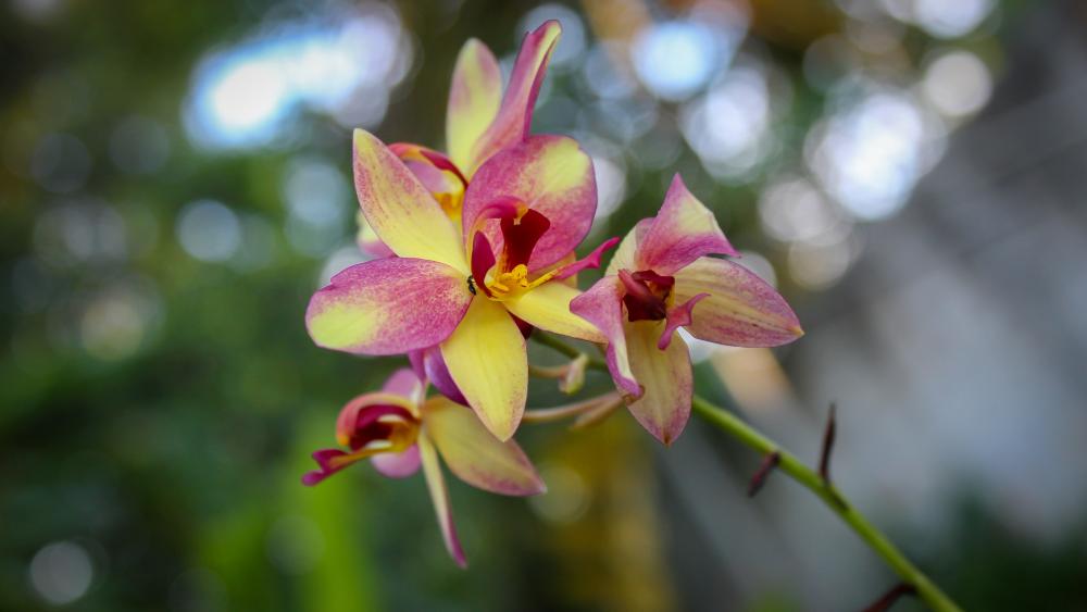 Ground Orchids from Sri Lanka wallpaper