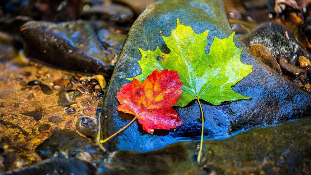 Green and red maple leaves wallpaper