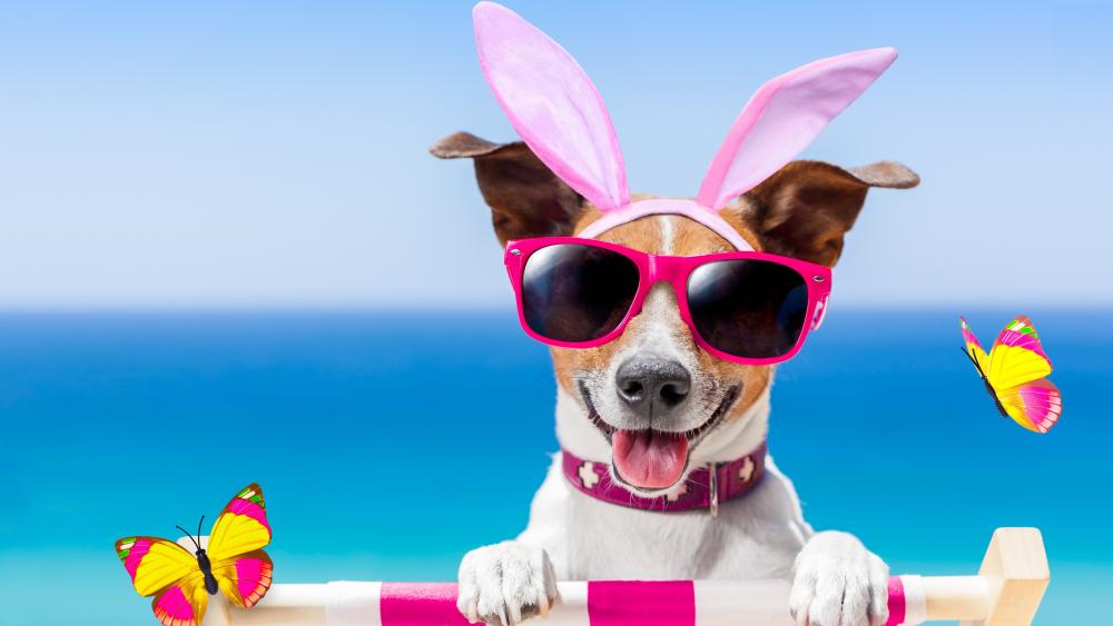 Easter bunny Jack Russell Terrier wallpaper