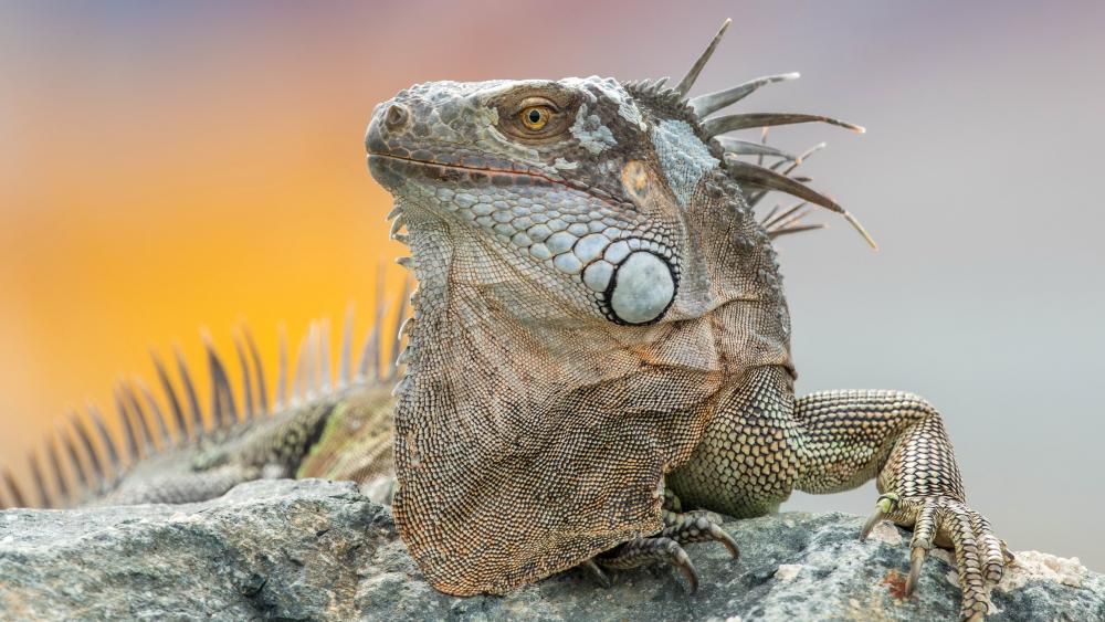 Green iguana wallpaper