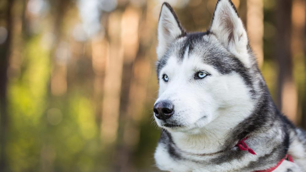 Siberian Husky with light blue eyes wallpaper