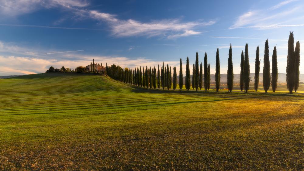 Cypress tree lane in Tuscany wallpaper