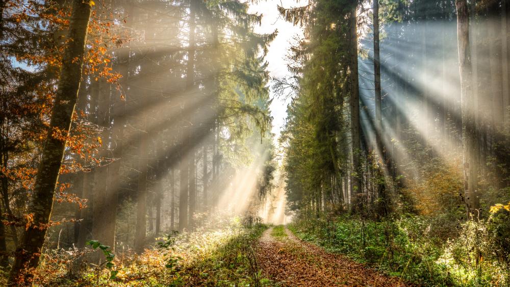 Rays of the sun in the fall forest wallpaper