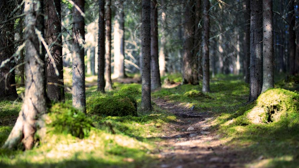 Pathway in the mossy forest wallpaper - backiee