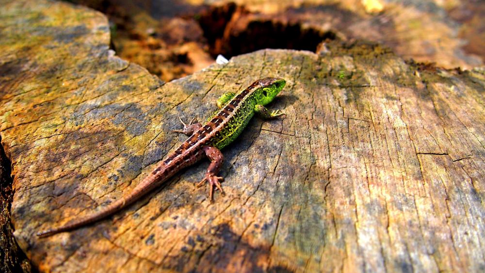Green Lizard on a stump wallpaper