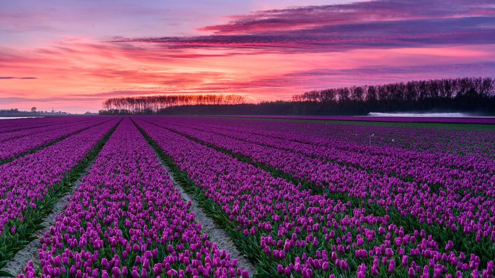 Dutch tulip farm wallpaper
